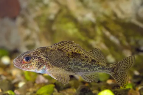 Ruffe — Gilles San Martin / Wikimedia Commons / CC BY-SA 2.0