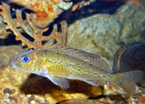 Ruffe — Bernard DUPONT from FRANCE / Wikimedia Commons / CC BY-SA 2.0