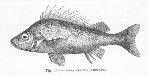 Ruffe — Harry Govier Seeley / Wikimedia Commons / Public domain