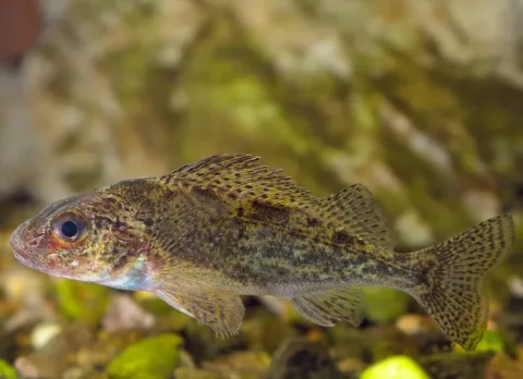 Ruffe — Gilles San Martin / Wikimedia Commons / CC BY-SA 2.0