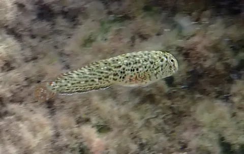 Rusty blenny — PLAKLE / Wikimedia Commons / CC BY-SA 4.0