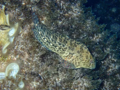 Rusty blenny — jujurenoult / Wikimedia Commons / CC BY 4.0