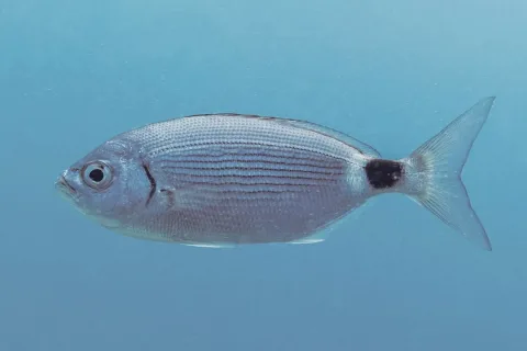 Saddled seabream — Diego Delso / Wikimedia Commons / CC BY-SA 4.0