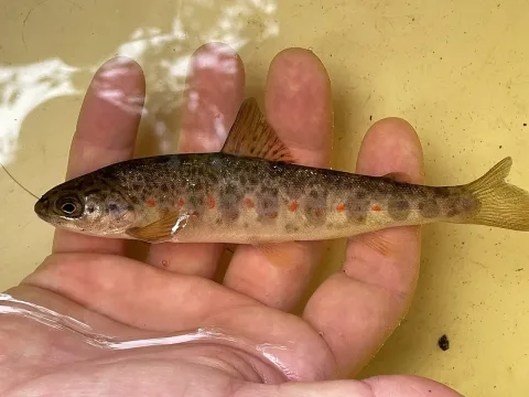 Atlantic salmon — Cassidy Best / Wikimedia Commons / CC BY 4.0