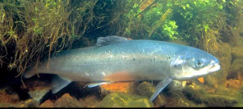 Atlantic salmon — Hartley, William W. / Wikimedia Commons / Public domain