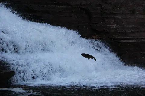Atlantic salmon — Ron Shawley / Wikimedia Commons / CC BY 3.0
