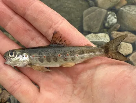 Atlantic salmon — Scott Shanks / Wikimedia Commons / CC BY 4.0