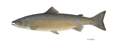 Atlantic salmon — Timothy Knepp, U.S. Fish and Wildlife Service / Wikimedia Commons / Public domain