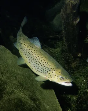 Sea trout — Eric Engbretson for U.S. Fish and Wildlife Service / Wikimedia Commons / Public domain