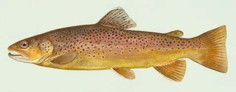 Sea trout — Duane Raver, U.S. Fish and Wildlife Service / Wikimedia Commons / Public domain