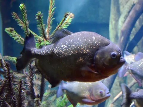 San Francisco piranha — Esquilo / Wikimedia Commons / CC BY-SA 3.0