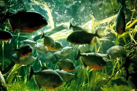 San Francisco piranha — Wikimedia Commons / Public domain