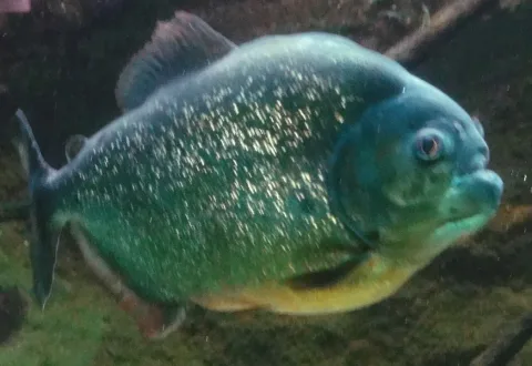 San Francisco piranha — Jutta234 / Wikimedia Commons / CC BY-SA 3.0