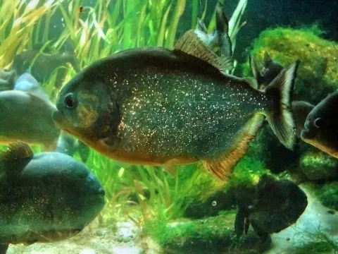 San Francisco piranha — Nevit Dilmen / Wikimedia Commons / CC BY-SA 3.0