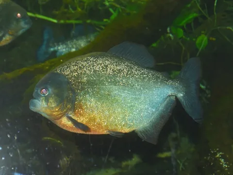 San Francisco piranha — NasserHalaweh / Wikimedia Commons / CC BY-SA 4.0