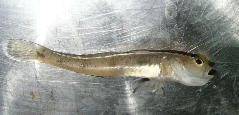 Sand goby — Yuriy Kvach / Wikimedia Commons / CC BY-SA 3.0