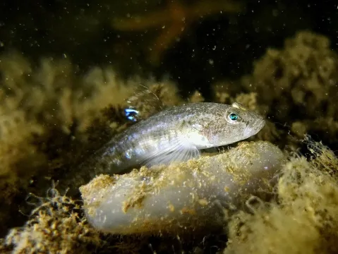 Sand goby — Klaus Kevin Kristensen / Wikimedia Commons / CC BY 4.0