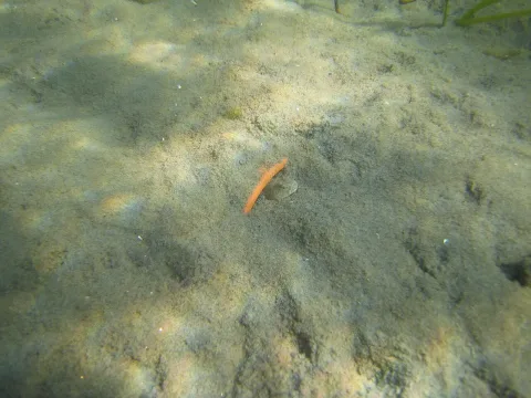 Sand goby — Lotta Kvarnemo / Wikimedia Commons / CC BY 4.0