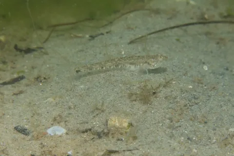Sand goby — jujurenoult / Wikimedia Commons / CC BY 4.0