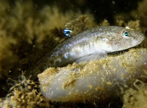 Sand goby — Klaus Kevin Kristensen / Wikimedia Commons / CC BY 4.0