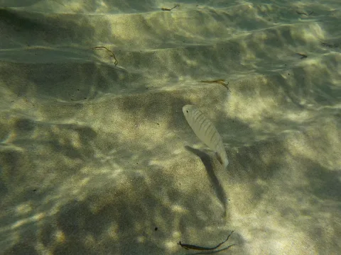 Sand steenbras — Georgia Stathopoulou / Wikimedia Commons / CC BY-SA 4.0