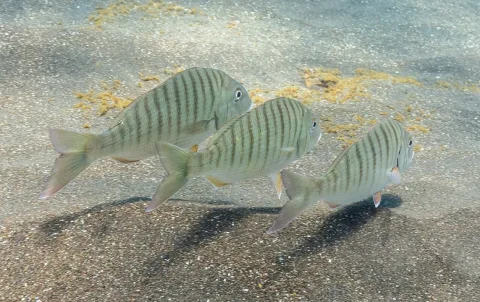 Sand steenbras — Diego Delso / Wikimedia Commons / CC BY-SA 4.0