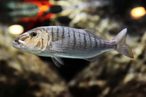 Sand steenbras — Marrabbio2 / Wikimedia Commons / CC BY 3.0