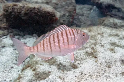 Sand steenbras — Diego Delso / Wikimedia Commons / CC BY-SA 4.0