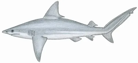 Sandbar shark — Tambja / Wikimedia Commons / CC BY-SA 3.0