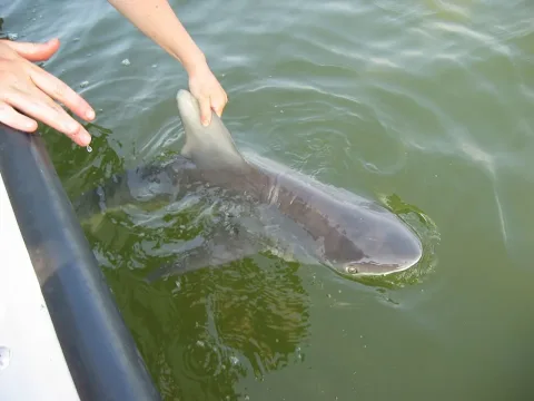 Sandbar shark — NOAA / Wikimedia Commons / Public domain