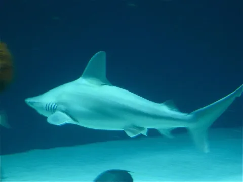 Sandbar shark — Tim Menzies from Morgantown, West Virginia / Wikimedia Commons / CC BY-SA 2.0