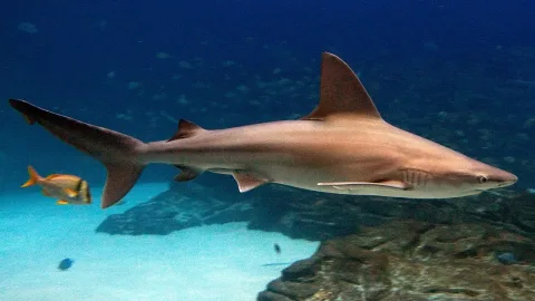 Sandbar shark — Brian Gratwicke / Wikimedia Commons / CC BY 2.0