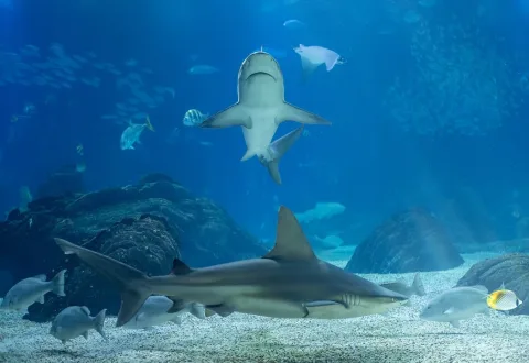 Sandbar shark — Jules Verne Times Two / Wikimedia Commons / CC BY-SA 4.0