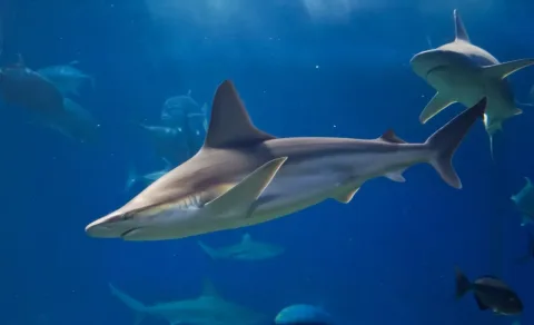 Sandbar shark — Joe Boyd / Wikimedia Commons / CC BY-SA 2.0