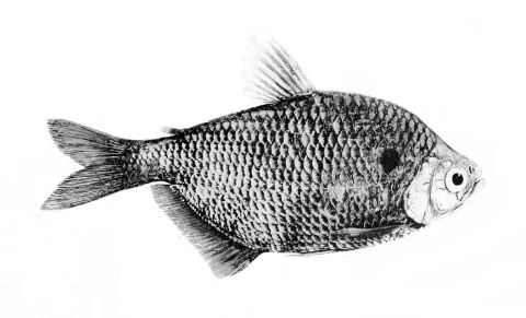 Sardine doree — Carl H. Eigenmann / Wikimedia Commons / CC0