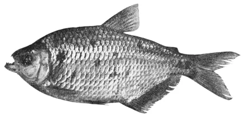 Sardine doree — Unknown authorUnknown author / Wikimedia Commons / Public domain