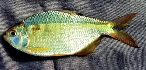Sardine doree — Gerry van Tonder / Wikimedia Commons / CC BY 4.0