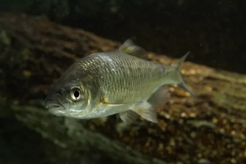 Sarmarutilus rubilio — Mattia Nocciola / Wikimedia Commons / CC BY-SA 4.0