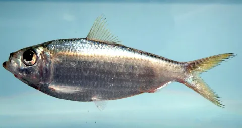 Scaled herring — NOAA Photo Library / Wikimedia Commons / Public domain