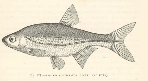 Schneider — Harry Govier Seeley / Wikimedia Commons / Public domain