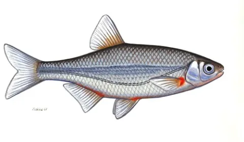 Schneider — Zsoldos Márton / Wikimedia Commons / CC BY-SA 3.0