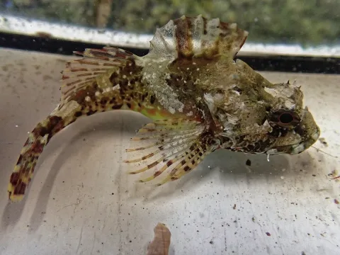 Sea scorpion — Donald Davesne / Wikimedia Commons / CC BY 4.0