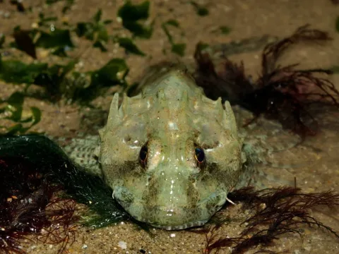 Sea scorpion — Yashca / Wikimedia Commons / CC BY-SA 3.0