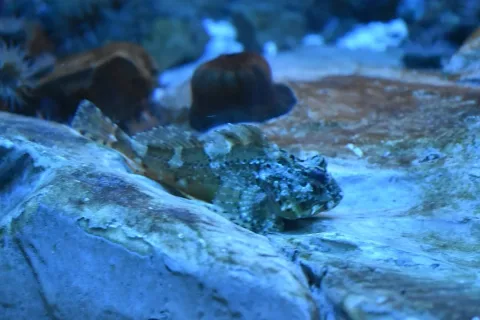 Sea scorpion — Tylwyth Eldar / Wikimedia Commons / CC BY-SA 4.0