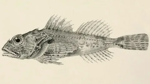 Sea scorpion — Achilles, C.; Day, Francis; Mintern Bros. / Wikimedia Commons / Public domain