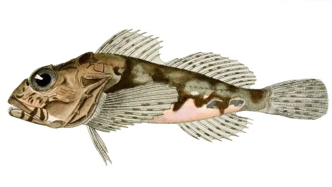 Sea scorpion — Buffon, Georges Louis Leclerc; Cuvier, Georges; Valenciennes / Wikimedia Commons / Public domain