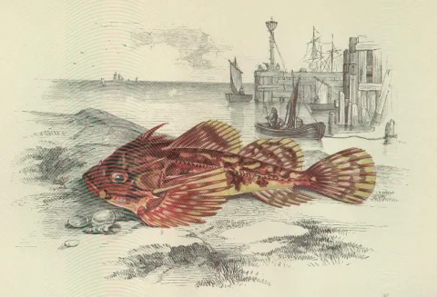 Sea scorpion — Jonathan Couch / Wikimedia Commons / Public domain