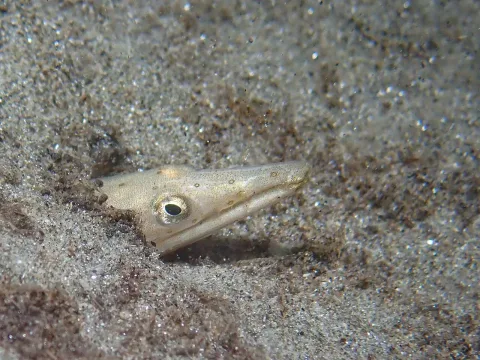 Serpent eel — Julien Renoult / Wikimedia Commons / CC BY 4.0