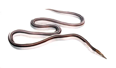 Serpent eel — Andrew Smith / Wikimedia Commons / Public domain