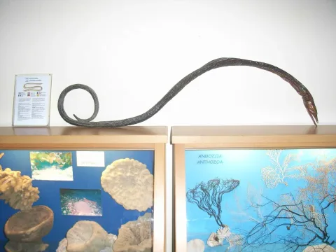 Serpent eel — Notafly / Wikimedia Commons / CC BY-SA 3.0